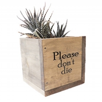 plant pot-12