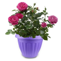plant pot-17
