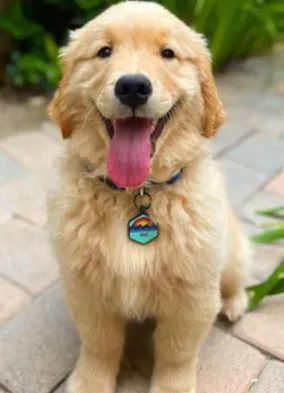 QALO dog tag