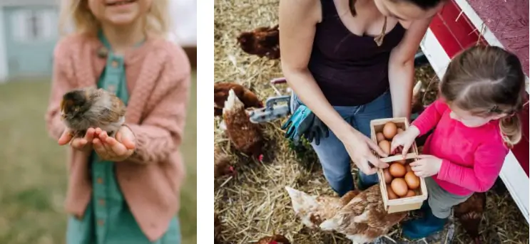 Educating kids through raising chickens.