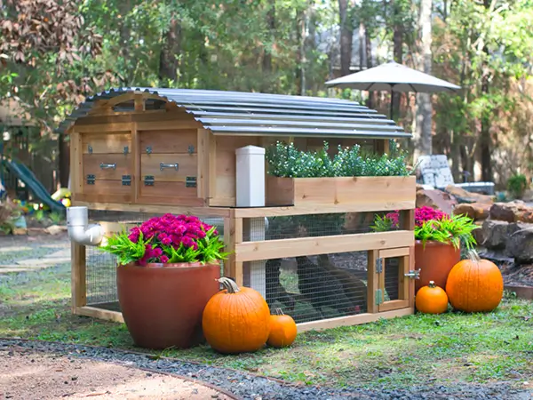 Premium backyard custom wooden coops