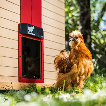 smart chicken coop door