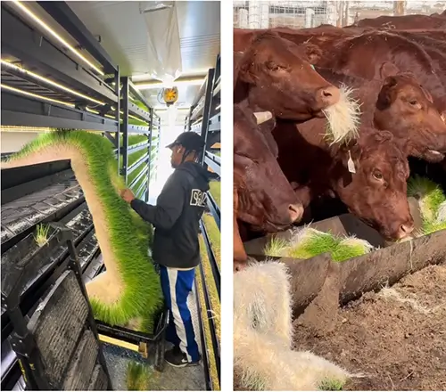 Planting grass in containers to supply the farm