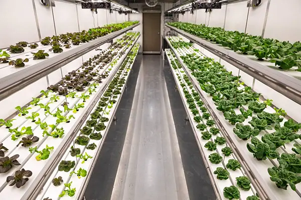 hydroponic farming container inside