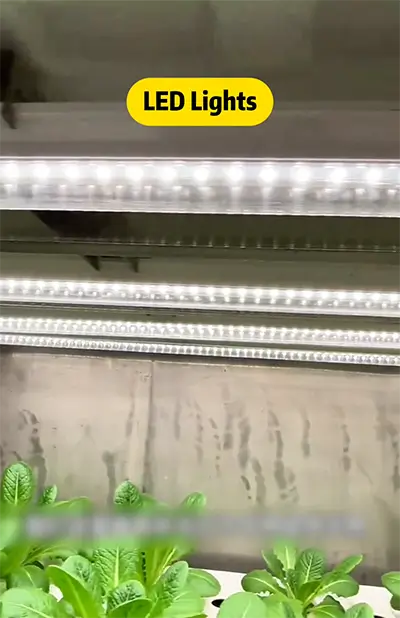 led lights in hydroponic farming container