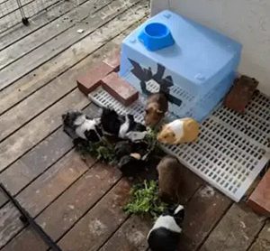 diy cages