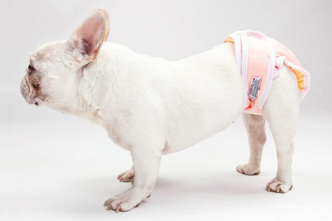 pet diapers